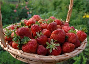 growing-strawberries