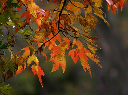 autum-fall-home-repairs