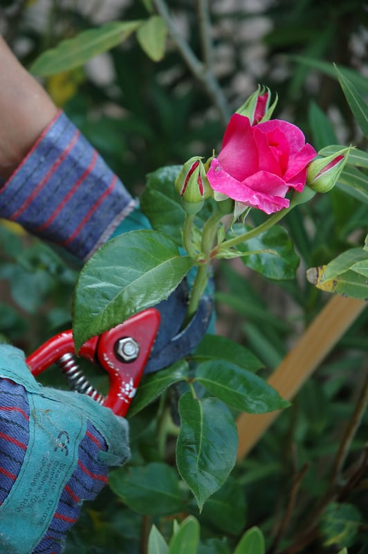 rose-pruning-dreamstime